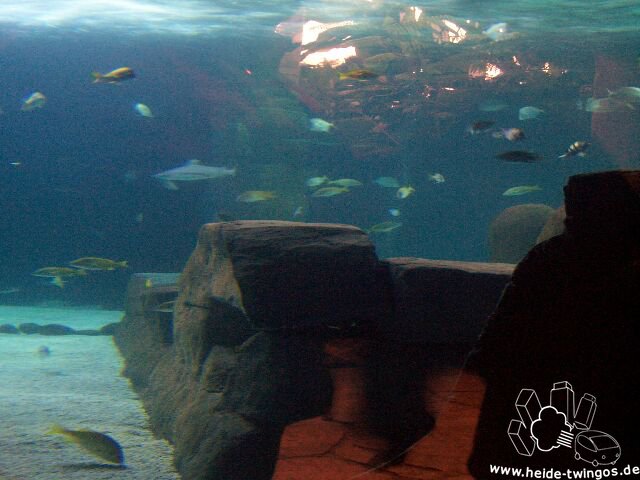 Sealife Hannover 2007